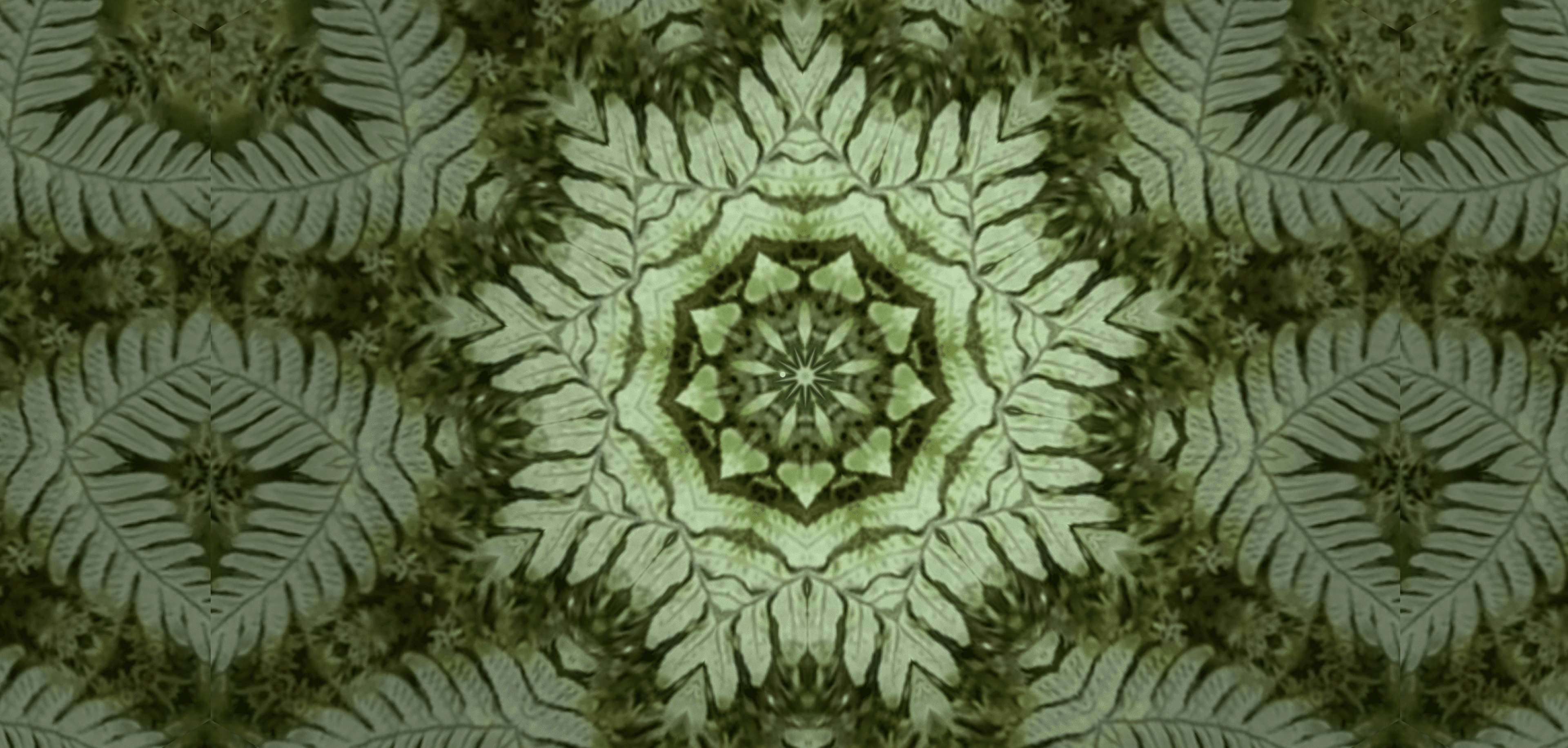 A kaleidoscopic nature study: a mirrored, radially symmetric pattern of fern leaves in deep green tones, radiating from a star-like center.